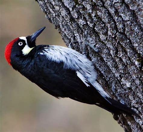 Birds Of The World Acorn Woodpecker