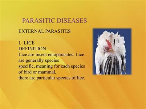 Poultry Diseases External Parasites