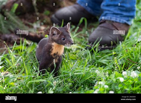 American Pine Marten Martes Americana Kit Stands At Feet Of Human