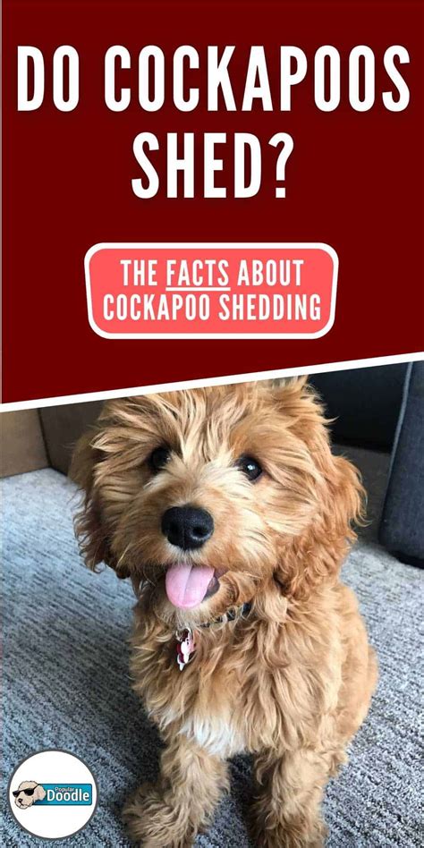 Do Cockapoos Shed The Facts About Cockapoo Shedding