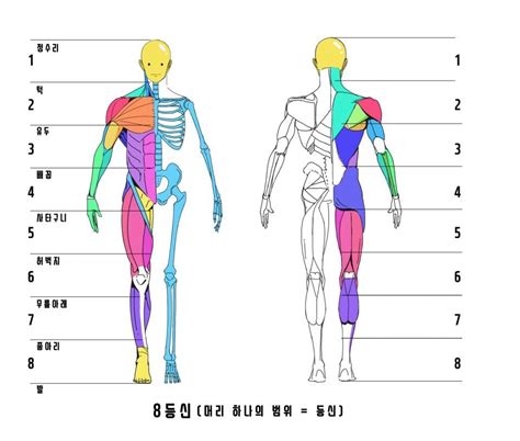 맨 위 95 벽지 인체 구조 그림 긴장된 표정