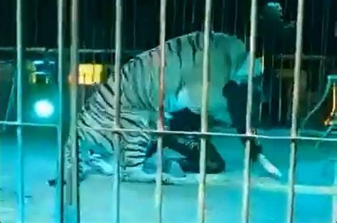 Tigre vem por trás e ataca domador distraído plateia grita