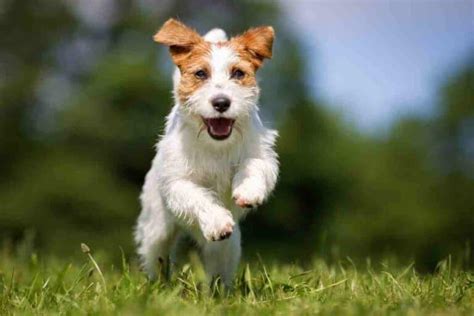 Maybe you would like to learn more about one of these? At What Age Do Jack Russells Calm Down? - Embora Pets