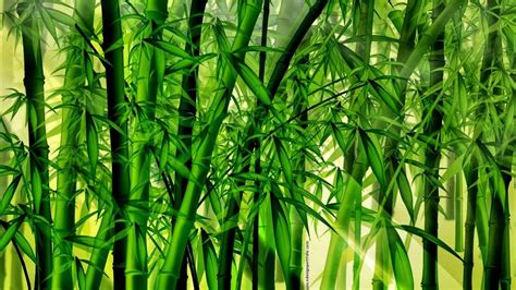 Bamboo Forest Wallpapers Top Free Bamboo Forest Backgrounds