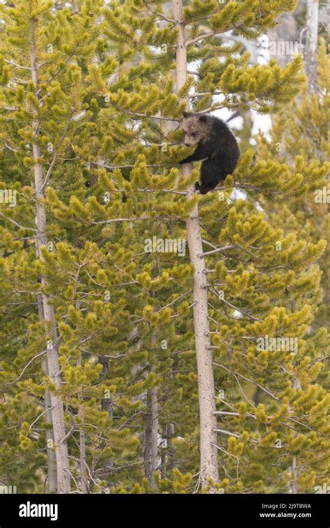 Usa Wyoming Bridger Teton National Forest Grizzly Bear Cub Climbing