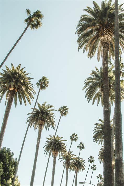 Street Of Palm Trees Streets Of Palm Trees California Palm Print