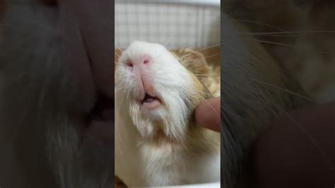 Mama Kona Shows Off Her Guinea Pig Lips Youtube