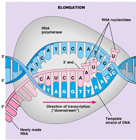 What do you think mendel's. Chapter 8 From Dna To Protins : Biol 1011 Study Guide ...