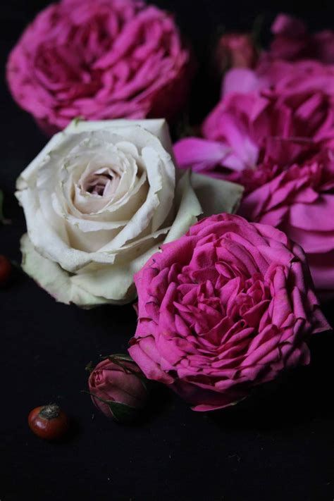 Find images of black background. Photographing flowers against a black background - The ...