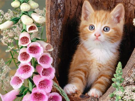 Flowers Cats Animals Kittens Foxgloves Hd Desktop Wallpaper