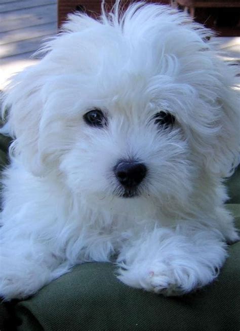 Coton De Tulear Dog Breed Info Pictures Traits And Facts