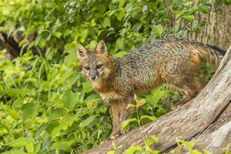 Adult Gray Fox On Tree Stock Photo Image Of Downed Behavior 73614750