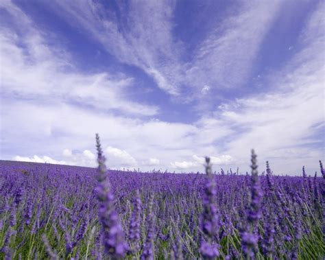 Wallpaper Lavender Field Purple Flowers Sky Clouds 2560x1600 Hd