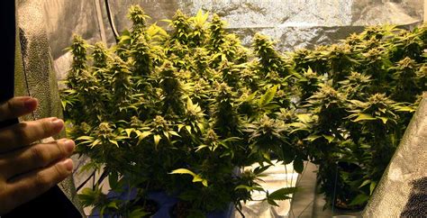 Learn How To Grow Cannabis Indoors Grow Weed Easy