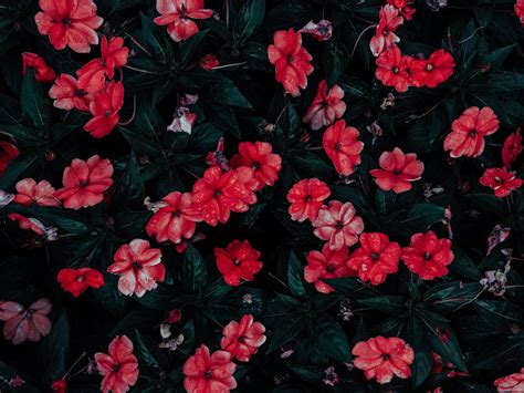 Flowers Drops Red Bloom Flowerbed 4k Wallpaper 4k