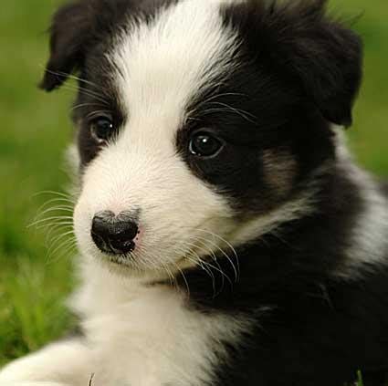 cute puppy dogs brown border collie puppies