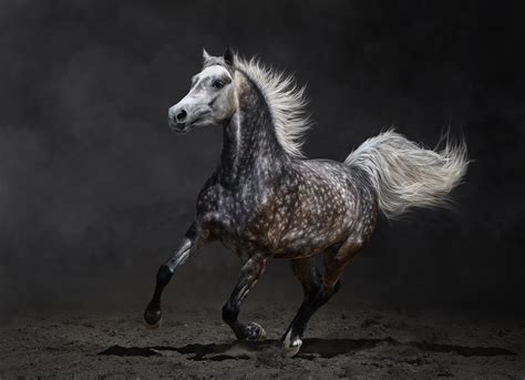 Photographs Of Horses Incredible Gallery Of Horses Pictures