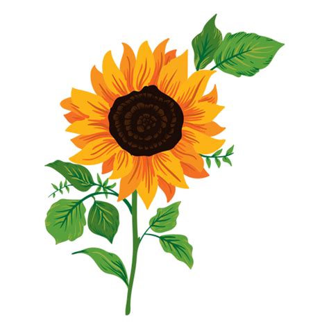 Sunflower Illustration Vector At Collection Of