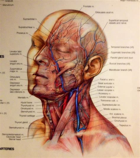 Facial Anatomy Anatomie Biologie Sch Nheit
