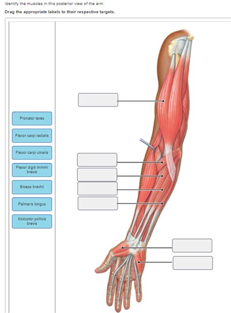 In common usage, the arm extends through the hand. Solved: Identify The Muscles In This Posterior View Of The... | Chegg.com