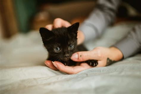 Tips For Introducing A New Kitten To A Resident Cat