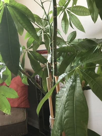 The grafting of two cactus plants is a pretty simple process. MONEY TREE HELP AND ADVICE : Grows on You