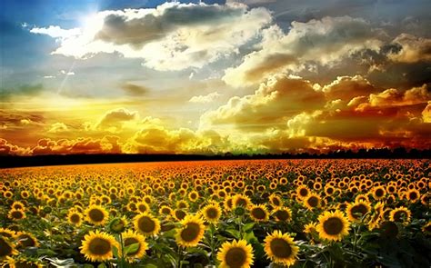 Beautiful Sunflowers Summer Sunshine Clouds Hd