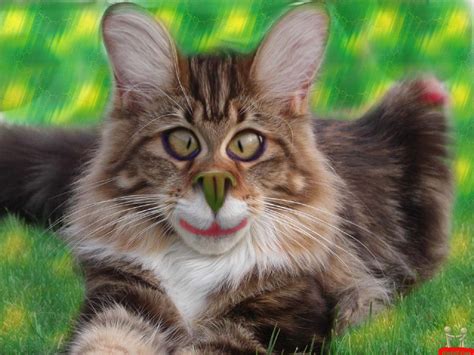 We have 89+ amazing background pictures carefully picked by our community. Very Funny Cat Photos 11 Free Wallpaper - Funnypicture.org
