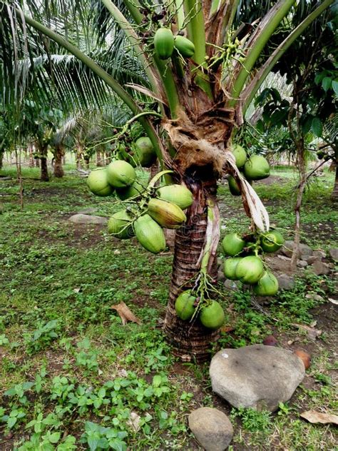 Árbol De Coco Enano Imagen De Archivo Imagen De Alimento 38087241