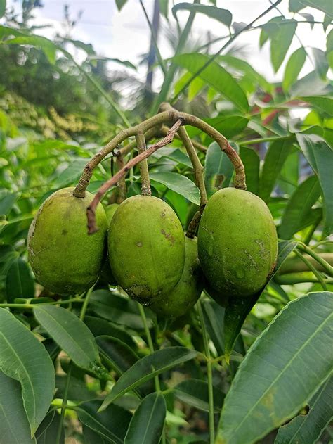 Thai Hog Plum Tree All Time Amra Plant Original Variety