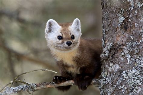 Marten Facts History Useful Information And Amazing Pictures
