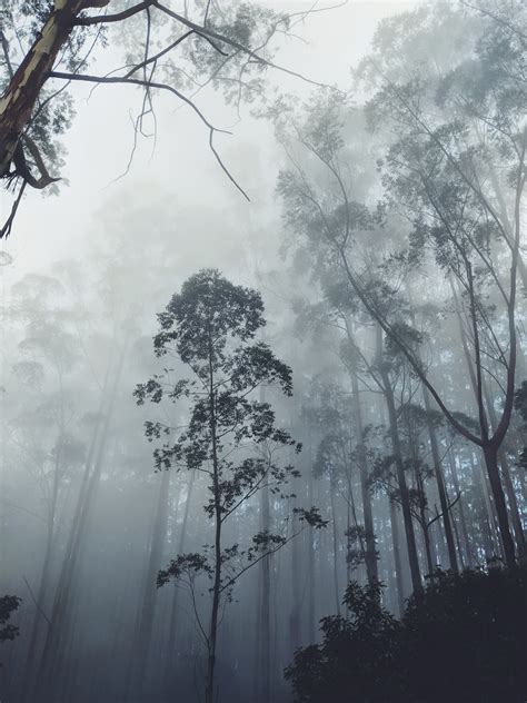 500 Forest Mist Pictures Hd Download Free Images On Unsplash