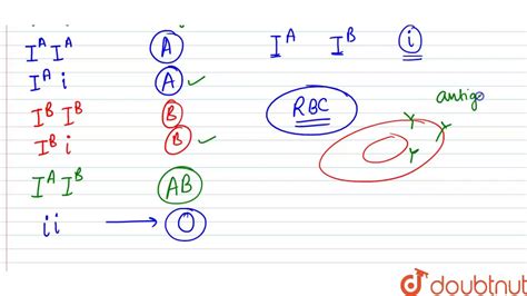 Codominance is contrary to typical mendelian genetics, in that no one allele is dominant to the other, so they are both expressed equally. Explain codominance taking an example of human blood groups in the population. - YouTube