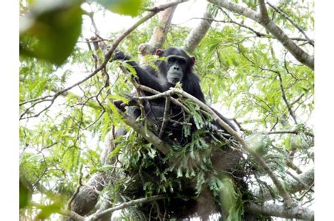 Chimpanzee Nests Shed Light On The Origins Of Humanity