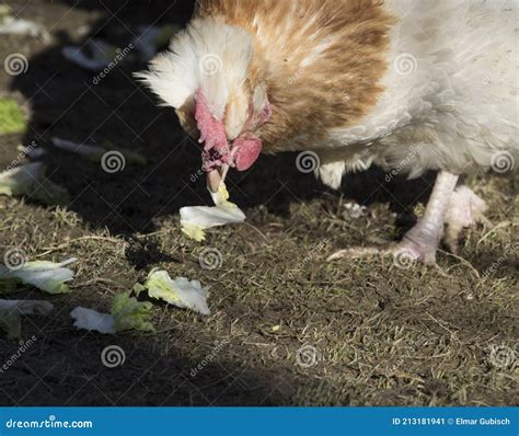 Gallina Criolla O Gallina Criolla Imagen De Archivo Imagen De Crianza