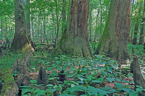 How do the plants growing in marshlands or swamps obtain their o2 required for root respiration? Dendron Swamp Natural Area Preserve