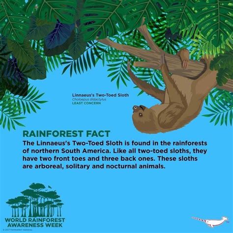Pin By Deborah Roth On Fun Facts Rainforest Facts Sloth Unusual Animals