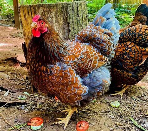 Wyandotte Chickens Breed Profile Facts Photos And Care Artofit