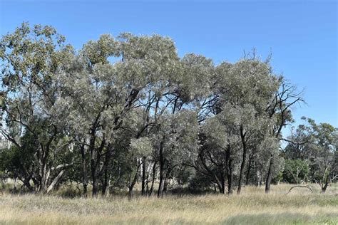 Acacia Harpophylla Southeast Of Blackall Qld 290922 Flickr