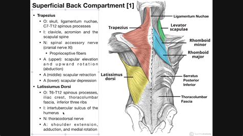 Back Muscles Diagram 7 Bodyweight Back Exercises No Bar No Equipment