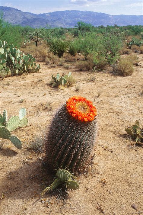 Barrel Cactus Sonora Desert Photograph By Gerald C Kelley Pixels
