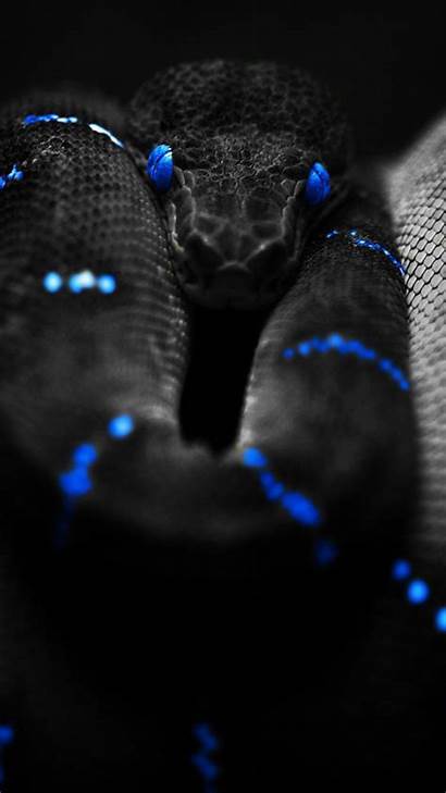 Snake Viper Iphone Wallpapers 4k Phone Android