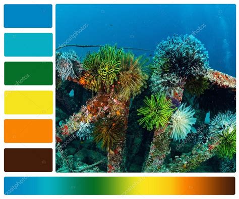 Marine Life Underwater With Color Palette Swatches — Stock Photo