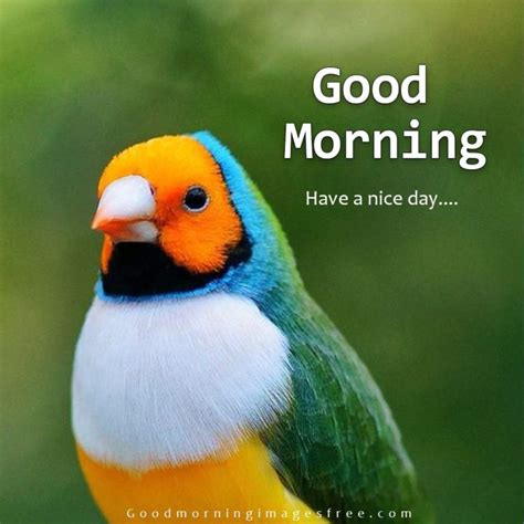 85 Best Good Morning Birds Images Wishes Quotes And Status