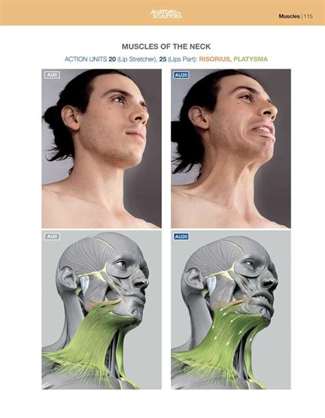 Anatomy For Sculptors Lip Stretching Rigorous And Platysma