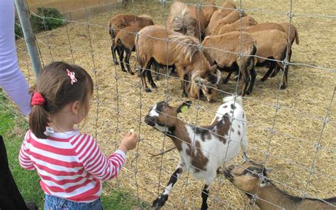 Renting a petting zoo from netties party pals is easy, fun and affordable! Party Animals children's Petting Zoos for hire in ...