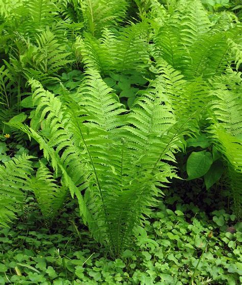 Fern Plants Pictures With Names Wikipedia
