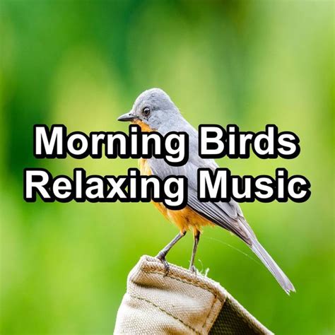 Morning Birds Relaxing Music Nature And Bird Sounds Qobuz