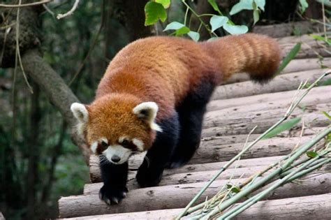 There Is A Question That Concerns Us All Why Red Pandas Are Endangered