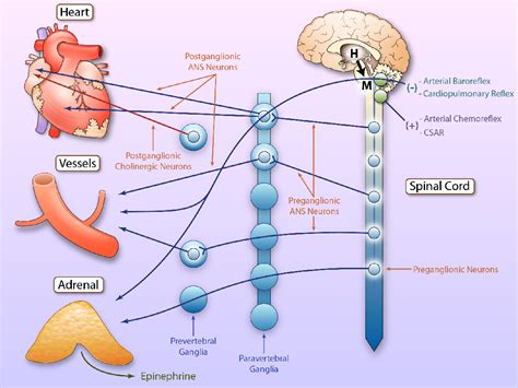 Figure 1 From Adrenergic Nervous System In Heart Failure